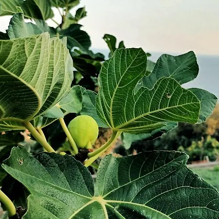 펜션 La Sciuscella 콩카데이마리니